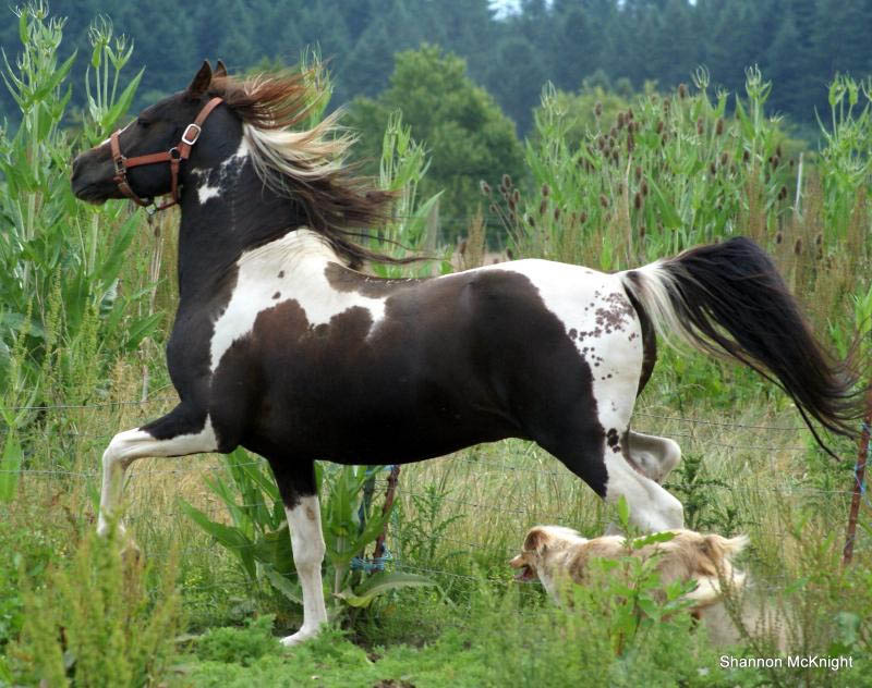 MM Apache Two Hearts - Homozygous Tobiano Stallion